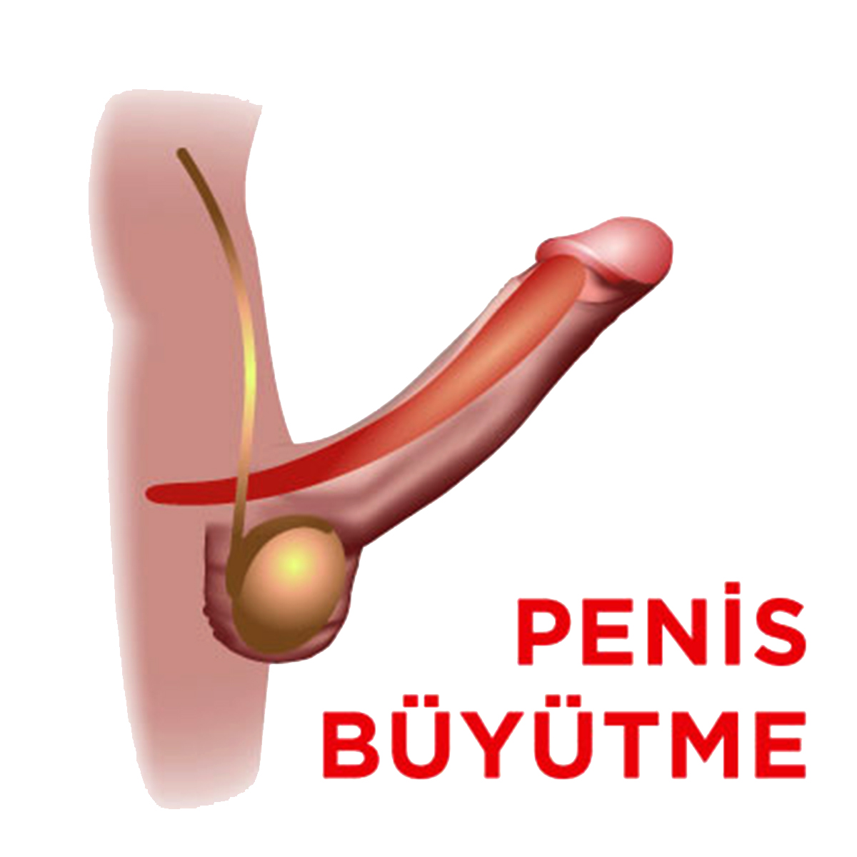 penis büyütücü penis büyütücü